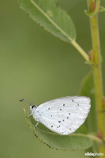 Boomblauwtje