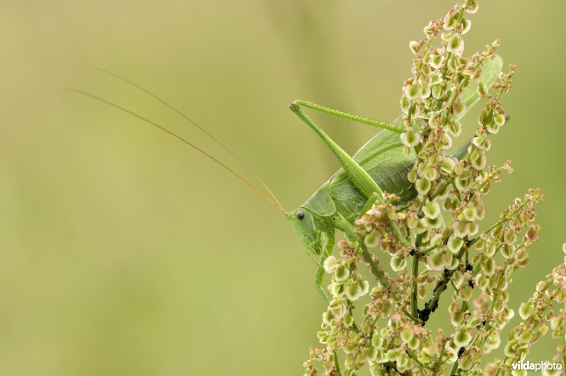 Grote groene sabelsprinkhaan