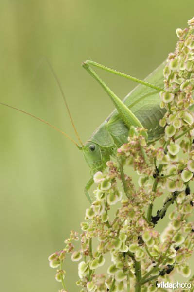 Grote groene sabelsprinkhaan