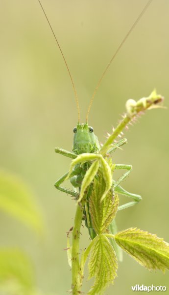 Grote groene sabelsprinkhaan