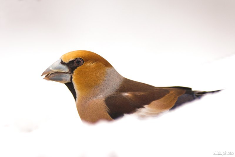 Appelvink in de sneeuw