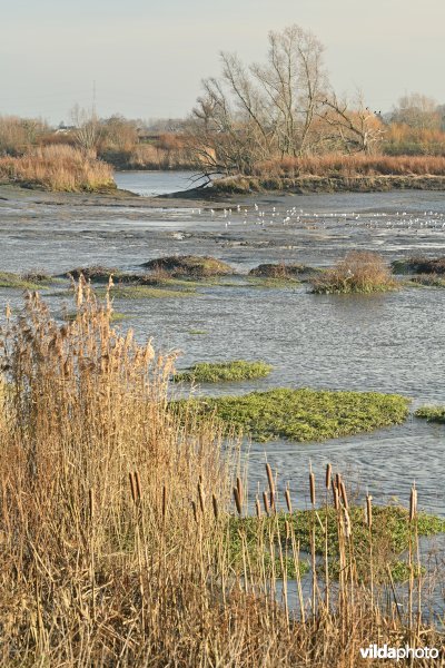 Groot Schoor in Hamme