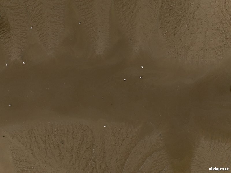 Bergeenden op de slikken van de Rupel aan de Oude Sluis