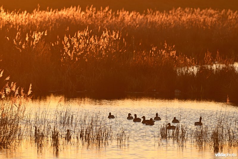 Polder van Lier