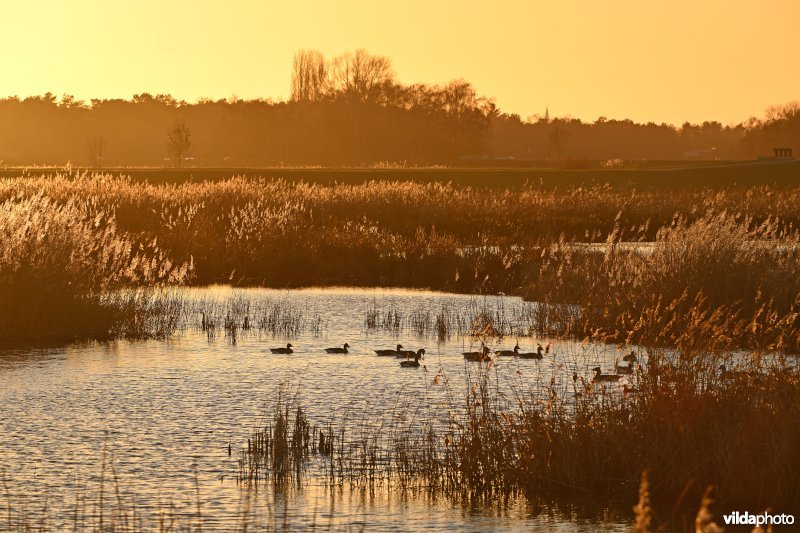 Polder van Lier