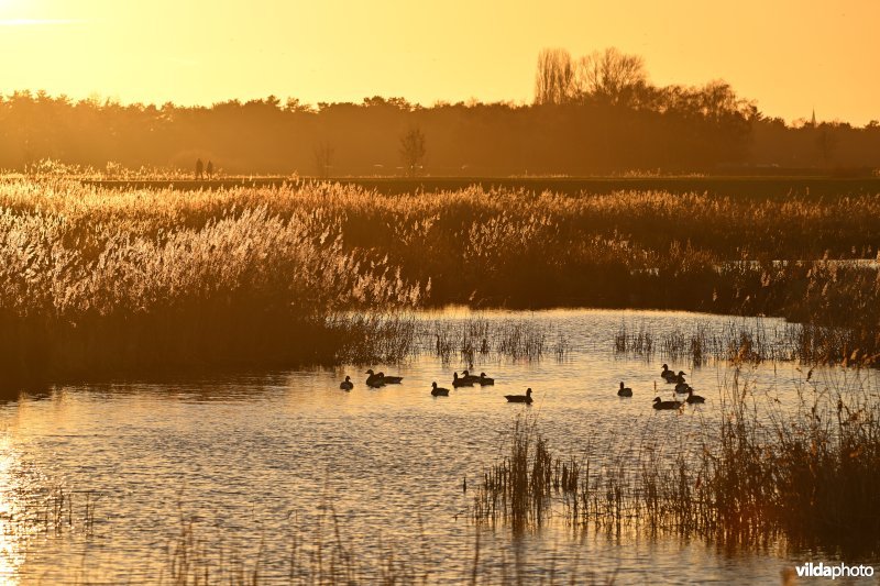 Polder van Lier