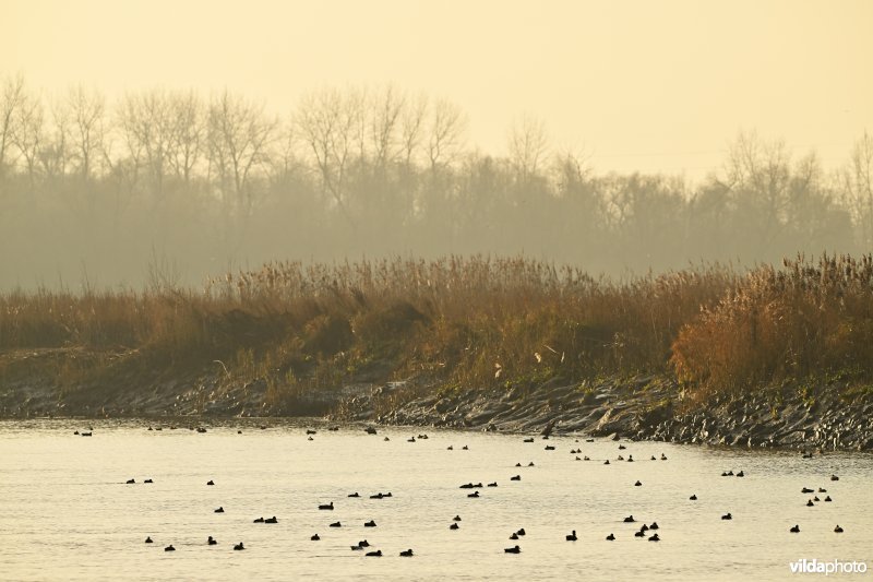 Schelde aan het Groot Schoor in Hamme