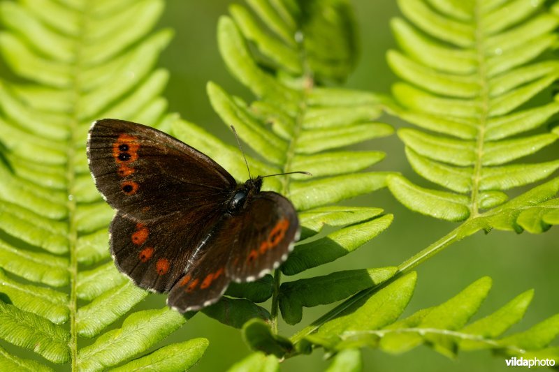 Boserebia