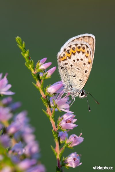 Vals heideblauwtje