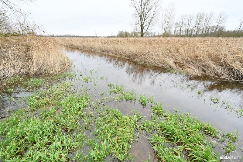 Demervallei: Kloosterbeemden