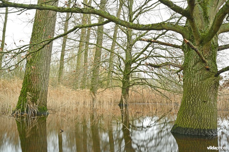 Demervallei: Kloosterbeemden