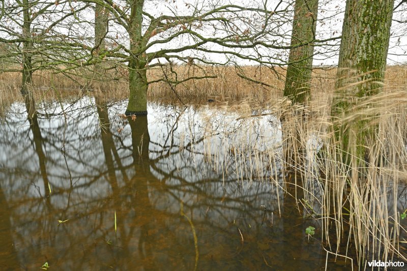 Demervallei: Kloosterbeemden