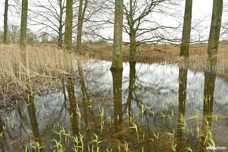 Demervallei: Kloosterbeemden