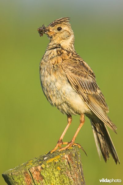 Veldleeuwerik met insecten in de bek