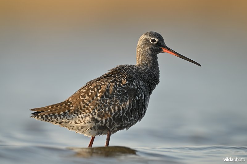Zwarte ruiter