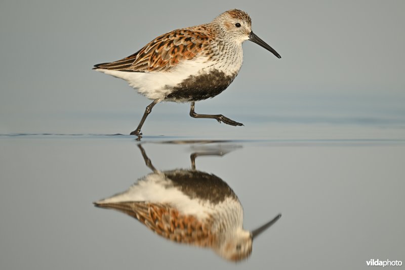 Bonte strandloper