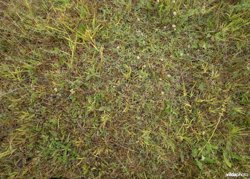 Droge kalkgraslanden en struweel op kalkbodem