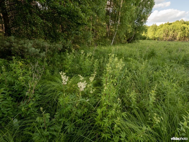 Moerasspirea in een bosrand