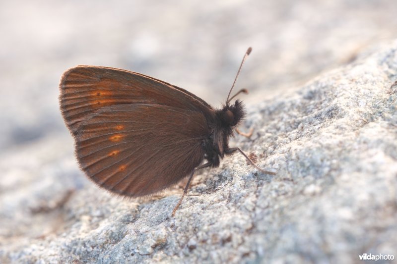 Kleine bergerebia