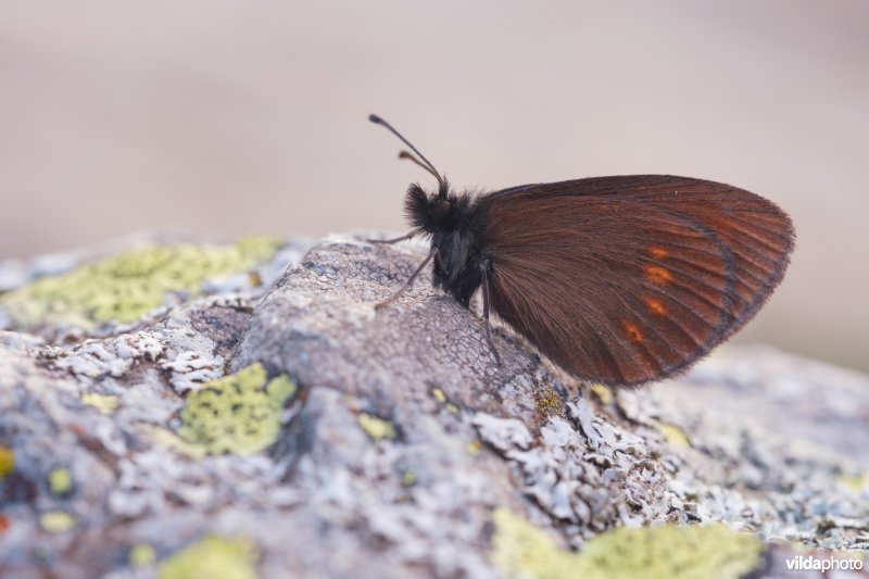 Kleine bergerebia