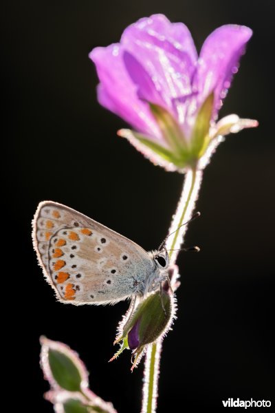 Vals bruin blauwtje