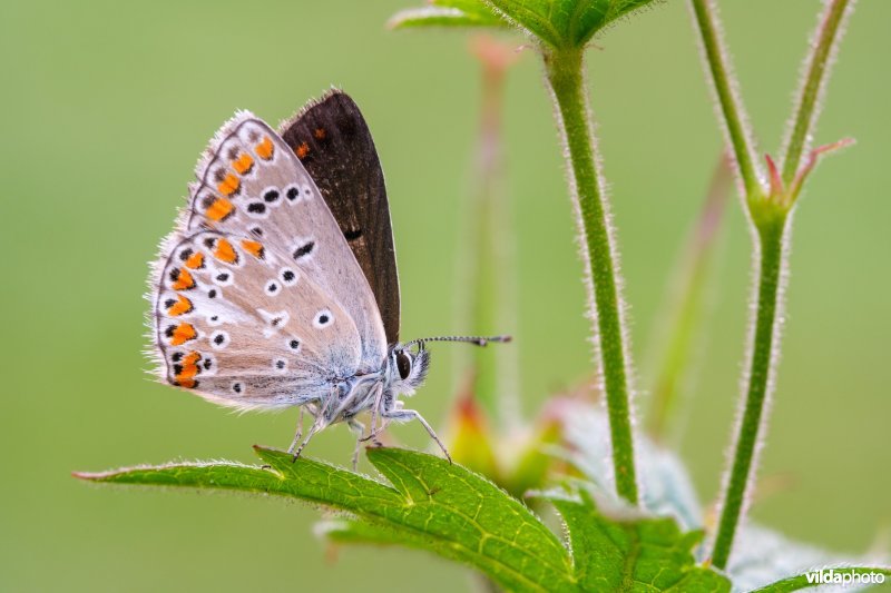 Vals bruin blauwtje