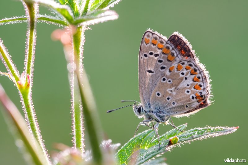 Vals bruin blauwtje