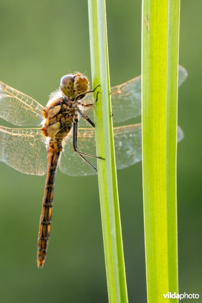 Steenrode heidelibel