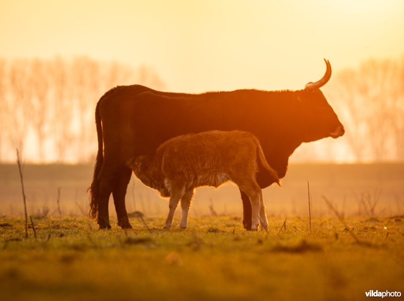 Tauros runderen in Keent