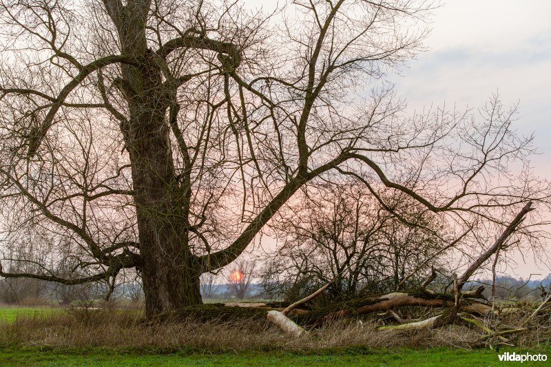 Oude populier aan de ijssel