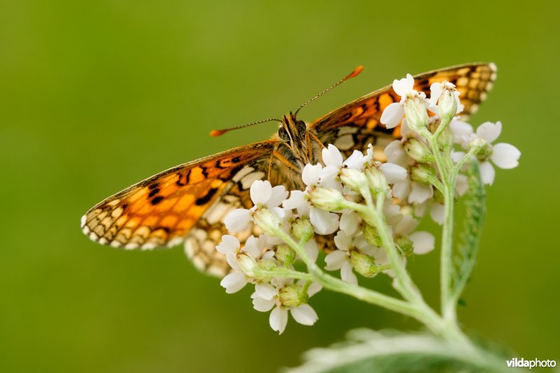 Zuidelijke bosparelmoervlinder 