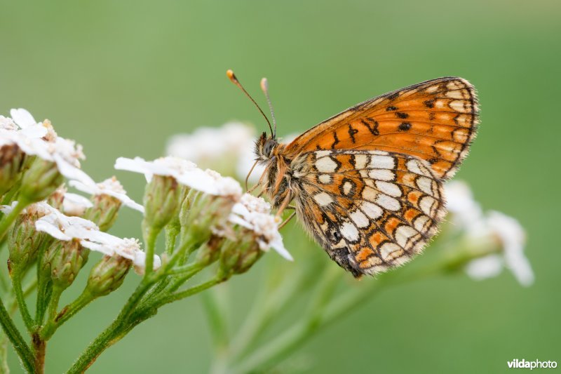 Zuidelijke bosparelmoervlinder 