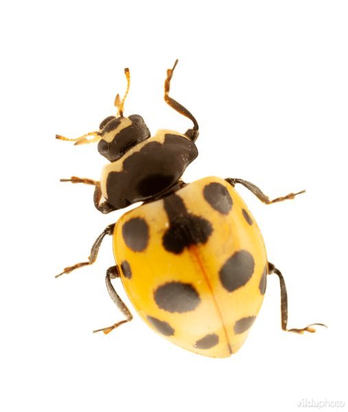 Berglieveheersbeestje