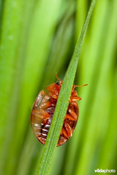 Vierentwintigstippelig lieveheersbeestje