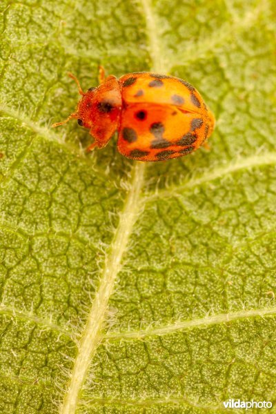 Vierentwintigstippelig lieveheersbeestje