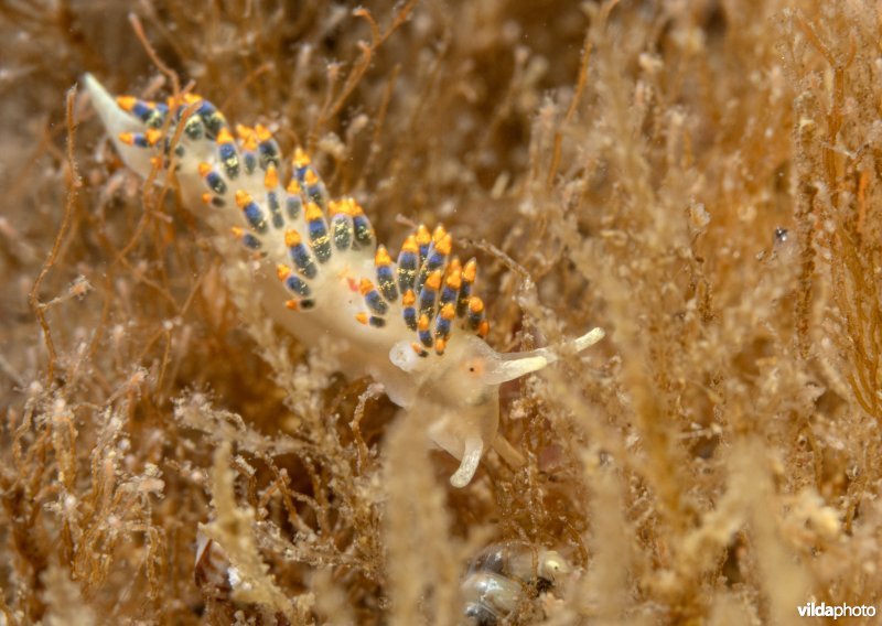 Vijfbandige knotsslak