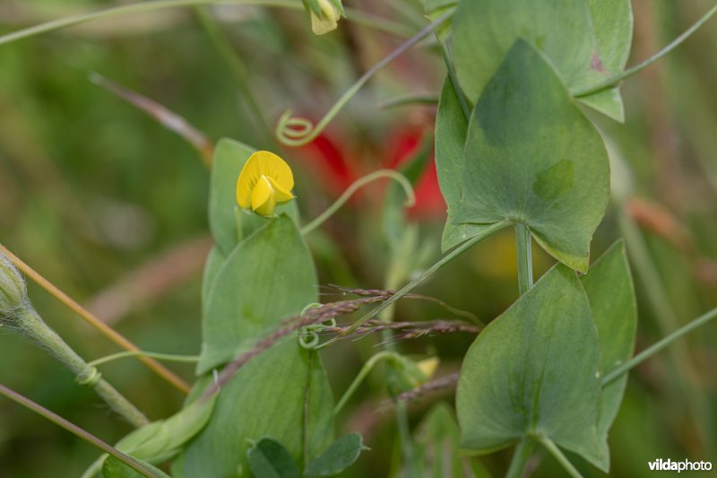 Naakte lathyrus