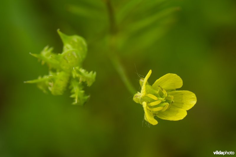 Akkerboterbloem