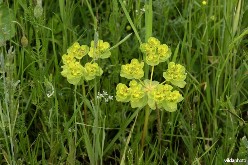 Bloemenakker met kroontjeskruid