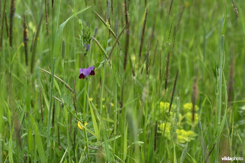Bloemenakker met voederwikke