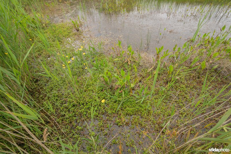 Waterlepeltje in zuur moeras