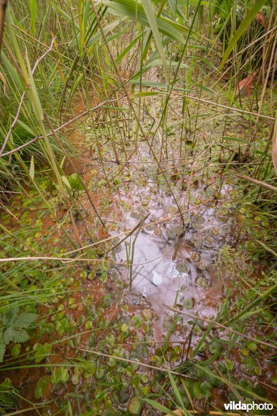 Kwel met kikkerbeet in De Zegge