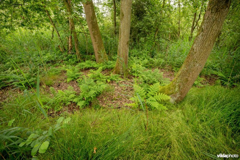 Eikenbos in De Zegge