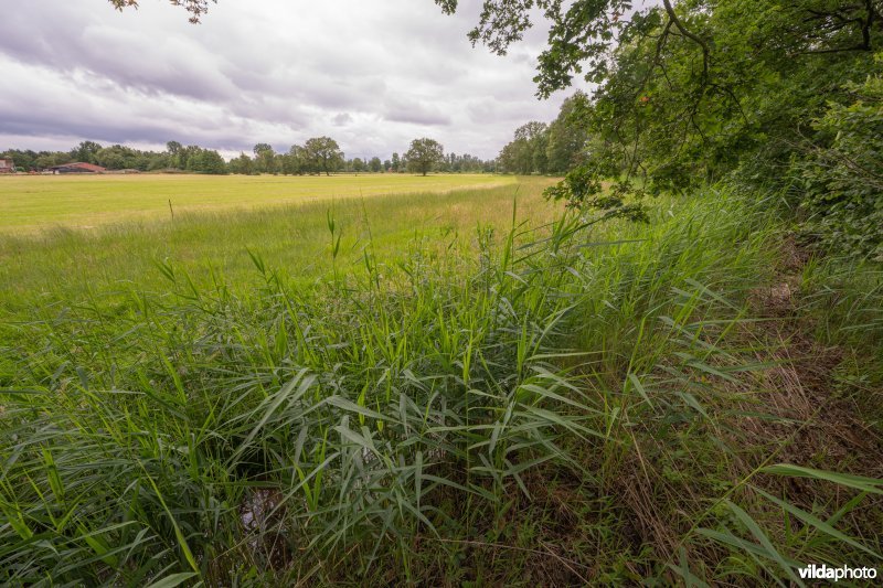 Grasakker, bufferstrook en afvoergracht naast laagveengebied