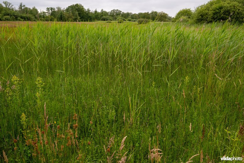 Laagveenmoeras in De Zegge