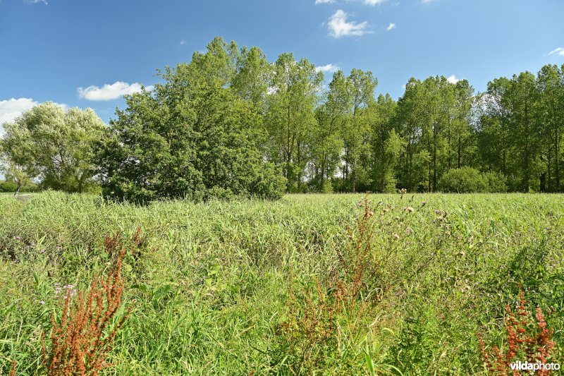 Demervallei: Kloosterbeemden 