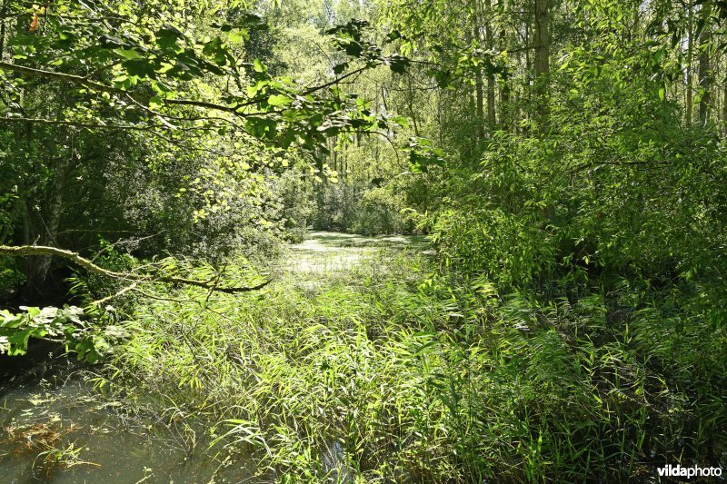 Demervallei: Molenstedebroek
