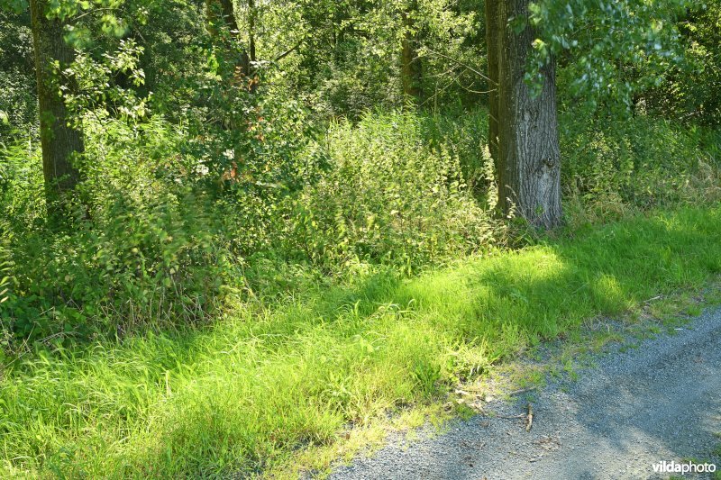 Demervallei: Molenstedebroek