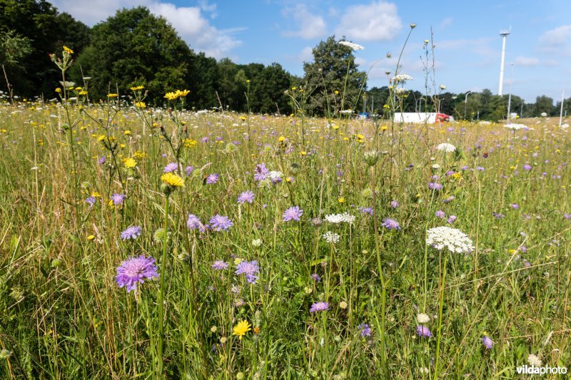 Bloemrijk grasland naast een snelweg