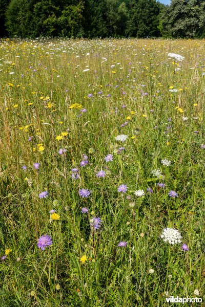 Bloemrijk grasland in de zomer